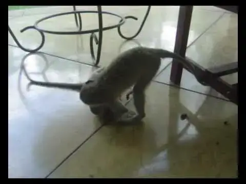 Video thumbnail for Cheeky Monkeys at Victoria Falls (Royal Livingstone Hotel)