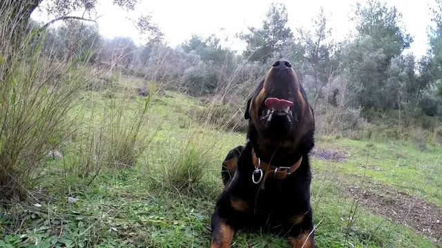 Video thumbnail for  My  ​​friend