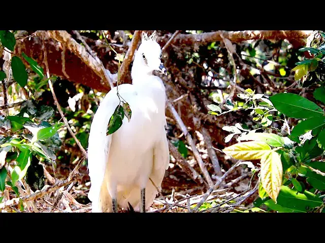 Video thumbnail for The little egret wild bird on nest  \-baby birds in nest