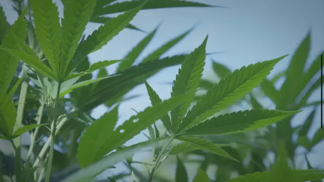 Video thumbnail for The Green Revolution: Exploring the Health, Environmental, and Economic Benefits of Organic Cannabis Cultivation