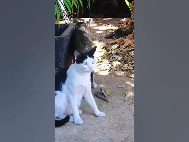 Video thumbnail for Top Cats EP.022 #cat #shortcat #catchcatch #bitcat  #animals #cute #catlover  #cutecat