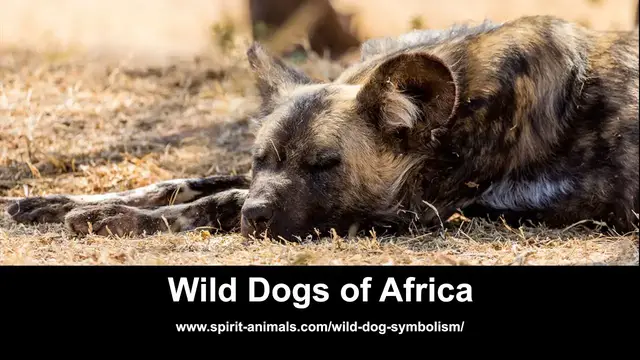 Video thumbnail for Wild Dogs of Africa