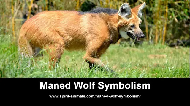 Video thumbnail for Maned Wolf Symbolism