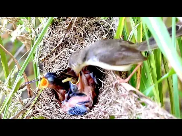 Video thumbnail for Top Tips for Nurturing Baby Birds
