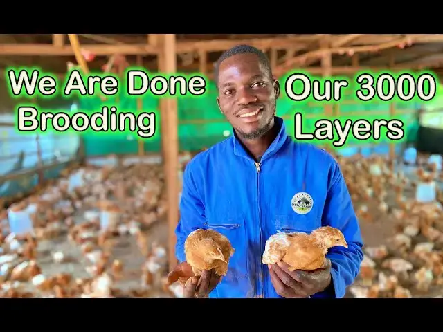 'Video thumbnail for Successfully Completing the Brooding Phase for Our 3000 Layers at Otto's Farms! 馃悾馃彔"'
