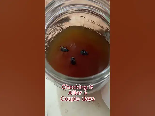 Video thumbnail for #DIY fly trap #CapCut #JustInCase #AppleCiderVinegar #Honey