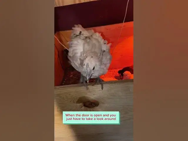 Video thumbnail for Just more chicken things #Chickens #Chicks #ChickenVideo #ChickenThings #ChickenFarmers