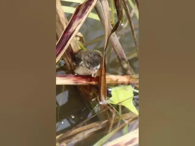 Video thumbnail for [ EP#174 ]  Baby cuckoo bird is trying to eat in nest #shorts #birdslover #birds #birdsounds