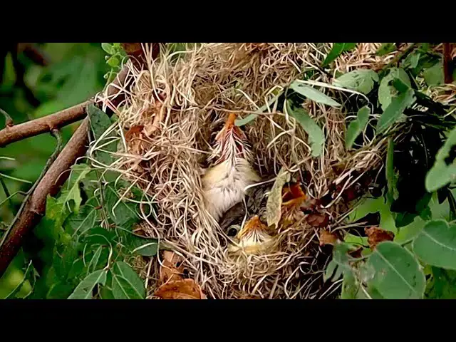 'Video thumbnail for Aftea growth on nest | babie wild bird trying fly from nest'
