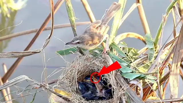 Video thumbnail for #birdspotting #bird #birds  #birds #birdslover #bird #nest #nestbird #birdcries #feedshorts #feedbir