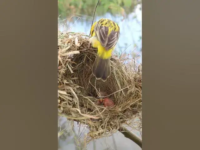 Video thumbnail for Sudan Golden Sparrow #Egg citing #Ornithology #Nature #Biodiversity #Eggception #birdmest
