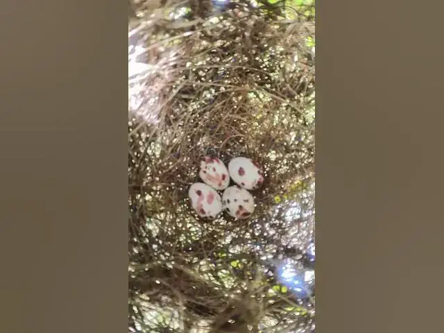 Video thumbnail for Top Egg of Grown Bird Sparrow #Female #Golden #Feed #Baby #Nest #Start #Results