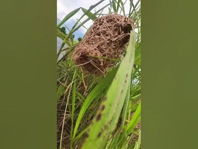 Video thumbnail for Cute of Bird nest  #wildbirdlife #birdnest #nature #birdlifeoutdoors #animal #wildlife #birdnet #bir