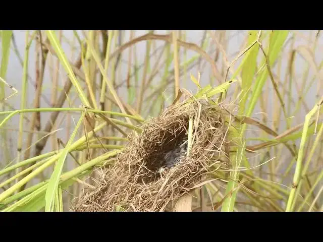 Video thumbnail for The Nesting Babies: From Cries to Feeding Frenzy Everyday