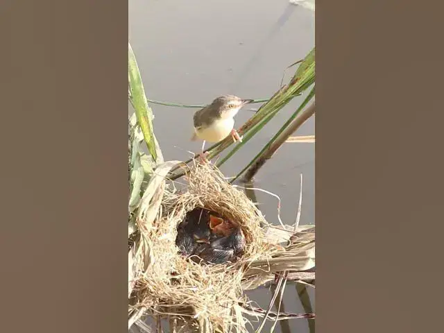 Video thumbnail for Mother Bird Feeding #birds #birdslover #bird #nest #nestbird #birdcries #feedshorts #feedbird