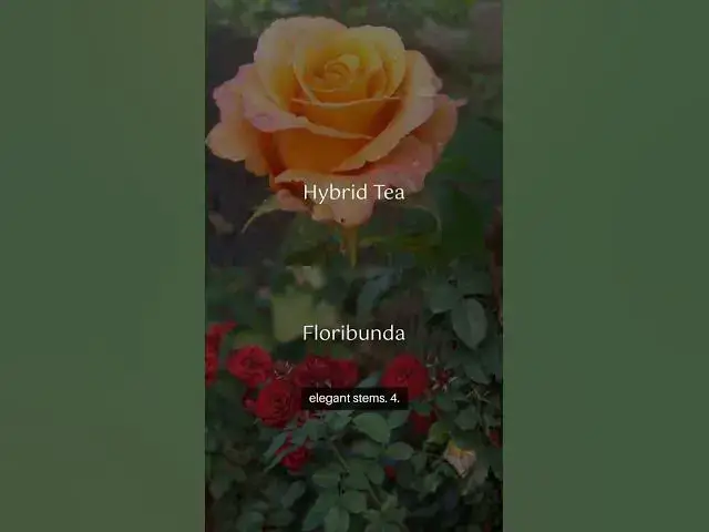 Video thumbnail for Types of ROSES #floralmagic  #RoseLovers #FlowerGarden #GardenGoals #NatureLovers #GreenThumb