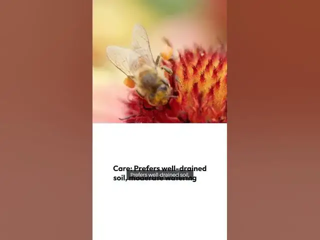 Video thumbnail for Colorful Perennial Bloom Showcase #PerennialFlowers #GardeningTips #LongBloomingPlants #FlowerPower