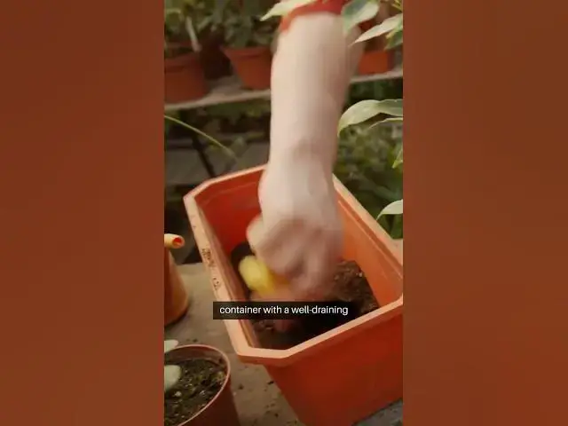 Video thumbnail for Hanging Grass Ball Care Guide #GardenDecor #DIYGarden #OutdoorLiving #GreenThumb #GardenInspiration