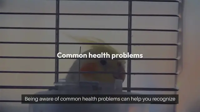 Video thumbnail for Cockatiel Health Issues