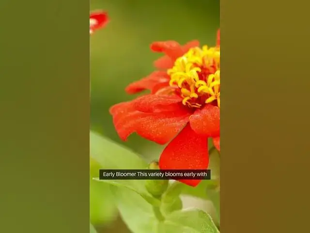 Video thumbnail for Hydrangea Heaven 9 Stunning Varieties #HydrangeaLove #GardeningTips #GardenDesign #PlantLovers