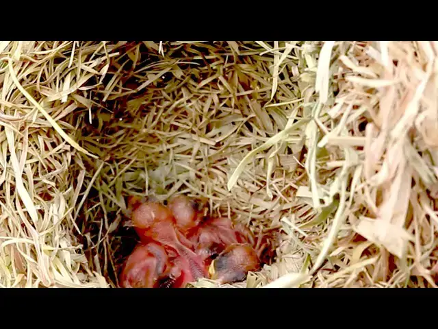 Video thumbnail for Yellow Bird Creates Feeding Station // Baby Wild Bird Waiting Feed Food  @ViralBirdNest