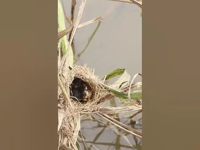 Video thumbnail for Top Mother Bird With Babies  #Nesting #BirdBehavior #BirdWatching #NatureLovers #Wildlife #BirdLife
