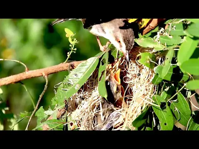 'Video thumbnail for Com back field after catch food to feed baby's bird'