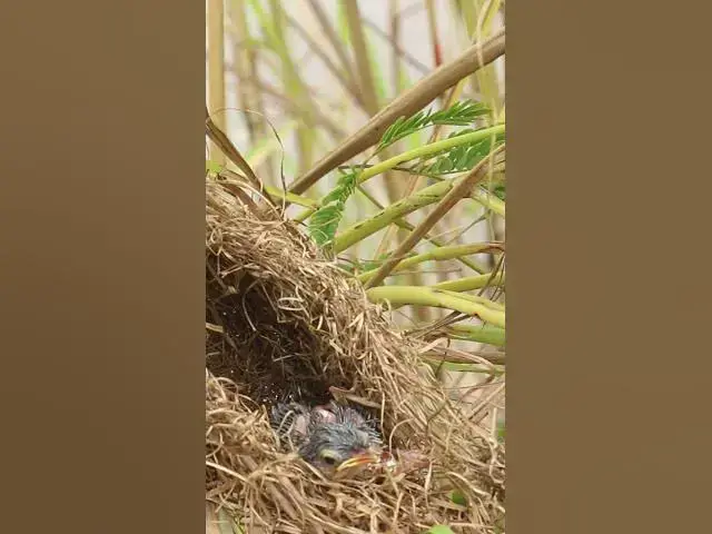 Video thumbnail for Demon bird Babies Birds Very hungry eat in Nest EP#181  #birdslover #birdwatch #birds #beautifulbird