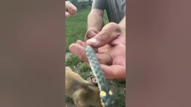 Video thumbnail for Natrix is a genus of Old World snakes found mainly across Eurasia🤔🤨😗#shorts