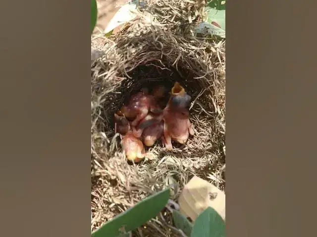 Video thumbnail for Viral babies bird hungry #birds #birdslover #bird #nest #nestbird #birdcries #feedshorts #feedbird