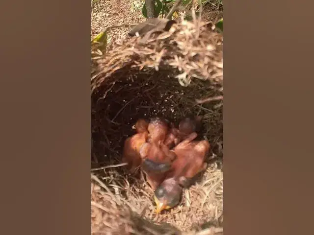 Video thumbnail for Wow Babiwa Grown Babies Wild   #babyanimal #nature #finchbird #babybird #birdslover #finchbabies