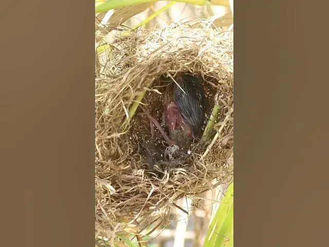 Video thumbnail for Mother Feed Food to Babies bird  #birds #nature #shortvideo #viralvideo #birds #farming #wild
