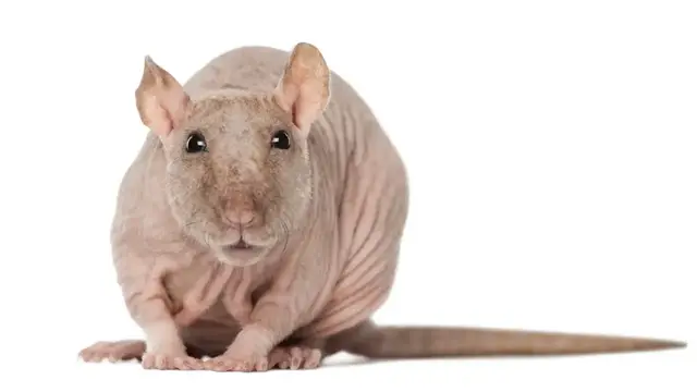 Video thumbnail for Sphynx Rats as Pets: Pros & Cons