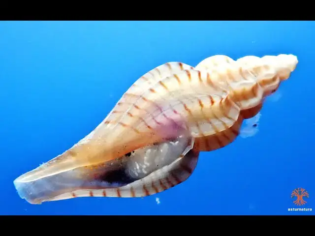 Video thumbnail for Mangelia attenuata