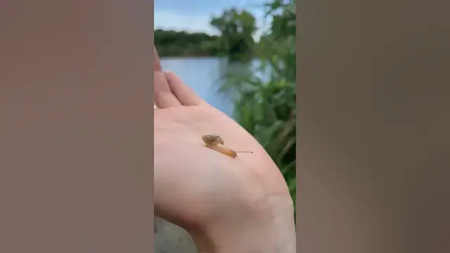 Video thumbnail for Cute snail🥰😘😍#shorts