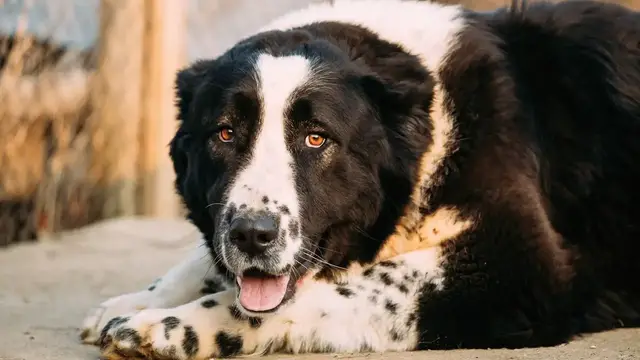 Video thumbnail for Central Asian Shepherd Dog: Pros & Cons