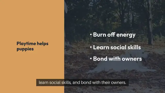 Video thumbnail for Puppy Playtime Tips