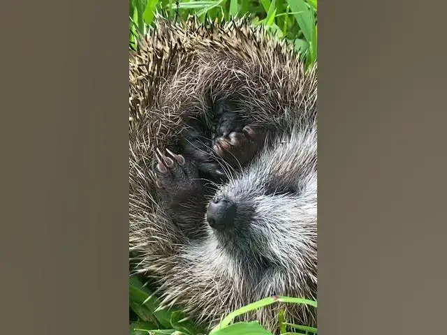 Video thumbnail for Hedgehog waking up @bbcearth Erizo despertando #animals #life #nature