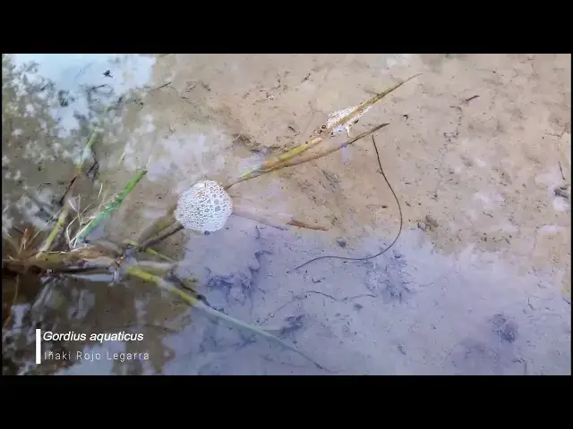 Video thumbnail for Gordius aquaticus