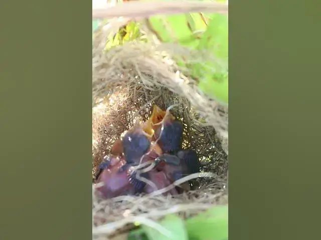 Video thumbnail for Grown Bird Sparrow Feed in Nest   #birdhome #birdnestandbaby  #nest #birds #birdnest #wildlife  #nat