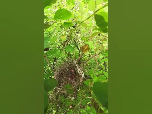 Video thumbnail for baby peacok in nest  #birds #nest #birdhome #birdnest #birdslover #birdshelter #birdsounds #shorts
