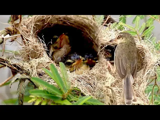 'Video thumbnail for On nest under water, Momy's wild bird care babie to feeding it'