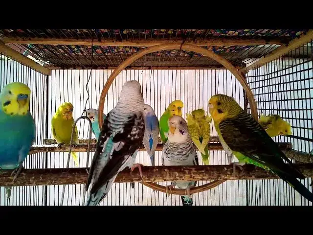 'Video thumbnail for 😍 Periquitos Encantadores – Um Espetáculo de Plumas 10 Min'