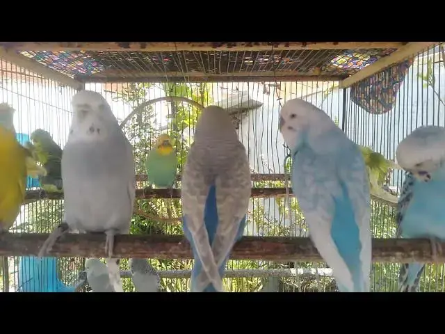 'Video thumbnail for 🐦 Periquitos na Floresta Tropical – Liberdade e Paz (25 Min)'