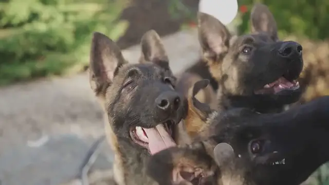 'Video thumbnail for Are German Shepherds Friendly'