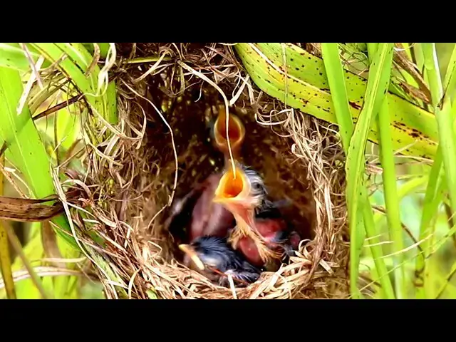Video thumbnail for Top Bird Catch & Feed // Feathered Parent Feeds Hungry Nestlings