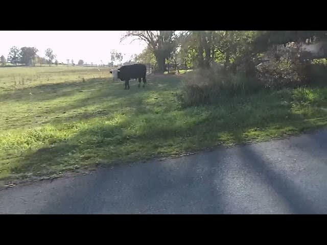 Video thumbnail for Insta360 vs Wristcam: Which Shot This?