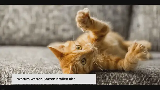 Video thumbnail for Verlieren Katzen ihre Krallen? Ein Tierarzt erklärt – Pet Yolo