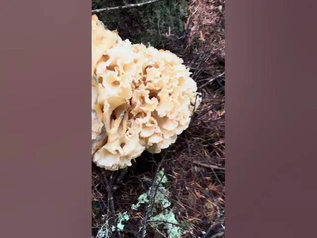 'Video thumbnail for I found my favorite mushroom! Cauliflower/ Queen of the woods is the best!'