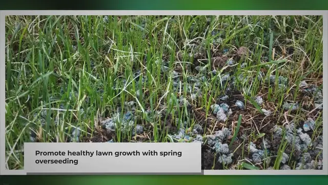 'Video thumbnail for How To Plant Grass Seed In Springtime (Overseeding In Spring)'